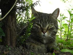 Cat Shadow Relax