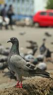 Bird India