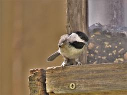 Beautiful and cute bird on the wooden construction