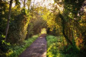 a path in the autumn forest