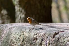 Bird Robin Nature