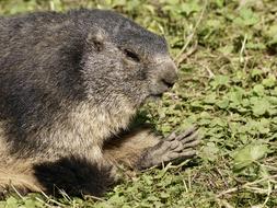Beautiful and cute marmot on the green grass