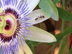 insect on colorful tropical flower