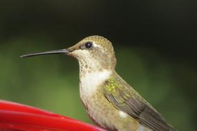 Bird Hummingbird Close Up