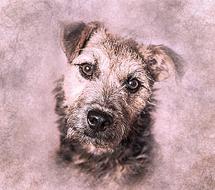 dog pet terrier art abstract