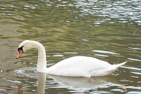 white Swan Mute Water Bird