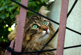 Curious Cat Behind Fence