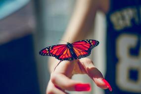 Butterfly Nature