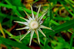 Flower Spring Nature