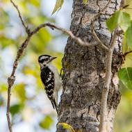 Bird Woodpecker Forest