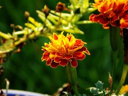 colorful velvety marigold