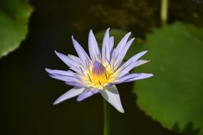 magnificent lily in a pond
