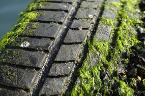 Macro photo of Mossy Rubber