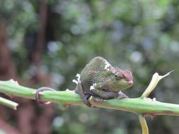 wild Reptile Lizard Animal