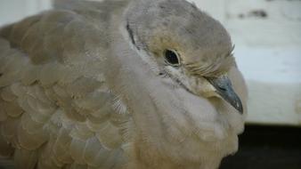 Portrait of the cute and beautiful, brown dove of different shades