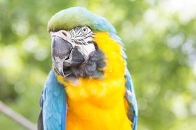 photo of Parrot Bird Animal