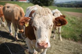 Animal Cows
