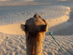 Camel in Sand Sahara