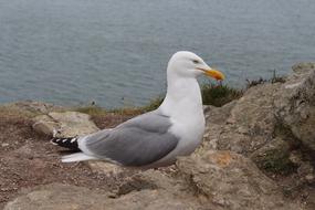 Seagull Bird in Ireland