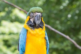 Parrot Bird Animal
