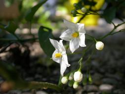 blooming summer white flowers