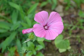 Flower Pink Blossomed Color