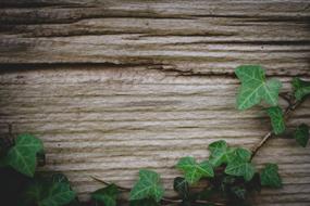 Background, Ivy on weathered Wood