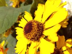 Close up of a yellow flower