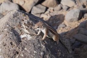 Fuerteventura Island rodent