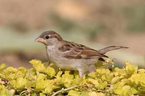 Sparrow bird on flowers