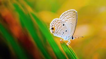 Macro photography of a butterfly on the grass