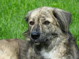 Australia shepherd Dog Head on Meadow