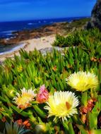 Beach Flowers
