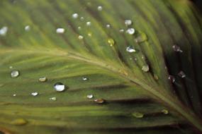 Leaf Big Drop Of Water