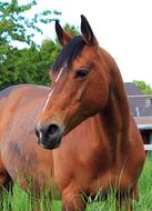 Portrait of the cute and beautiful, brown horse of different shades, among the green grass