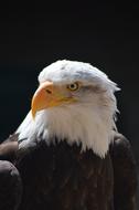 Bird Wildlife Nature