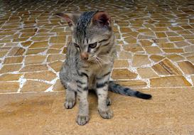 Bengal Cat Kitten Domestic