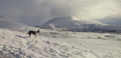 dog walking in the snow
