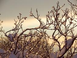branches covered with snow and ice at sky