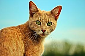 Beautiful and cute tiger cat with green eyes