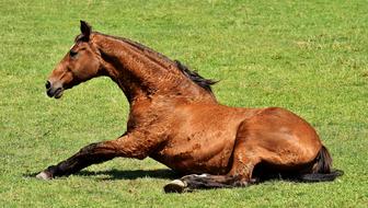 Horse Coupling Stand Up Left