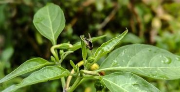 Fly On Leaf green