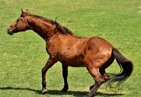 Beautiful and cute, brown horse on the meadow with green grass