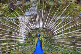 Cute, beautiful and colorful peacock, with the open tail, with feathers