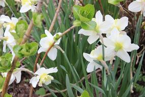White Flower