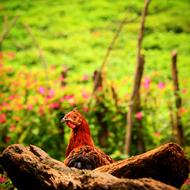 Colour Animal