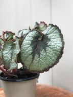 Plant Leaf Leaves
