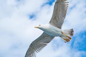 Seagull Bird Wings