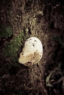 raw mushroom on a tree