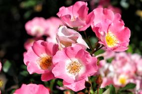 Roses Rose Flowers